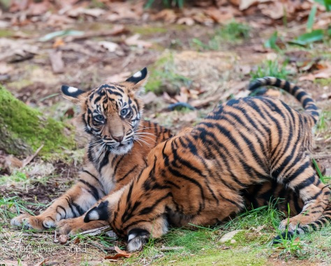 Sumatran Tiger Cubs Playing