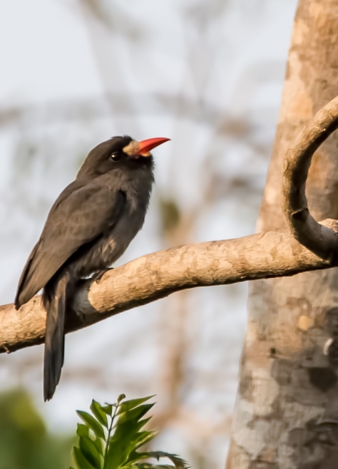 White-fronted Nunbird sitting on a branch