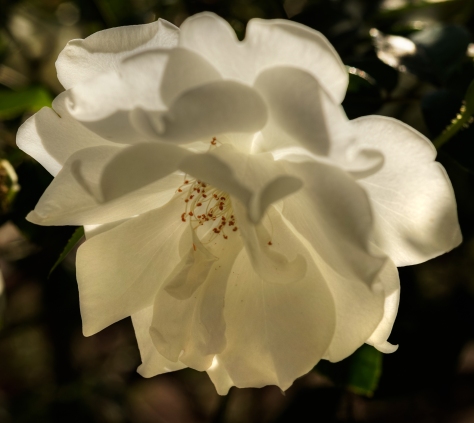 Backlit white rose